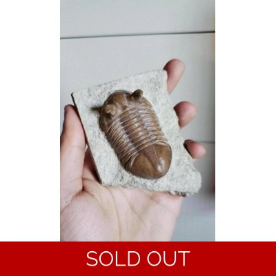 Asaphus sp. Trilobite Fossil